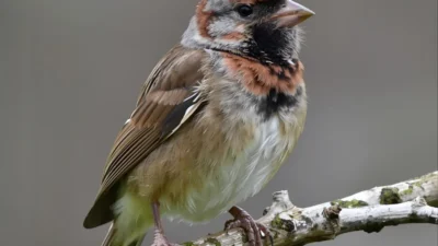 Bird Puns