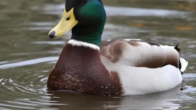 Duck Puns