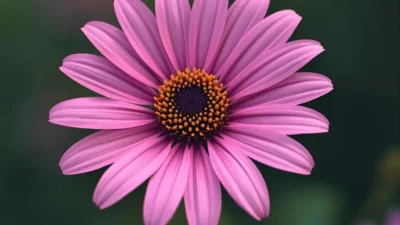 Flower Puns